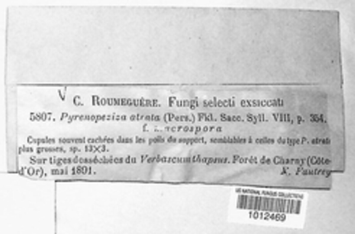 Pyrenopeziza atrata image